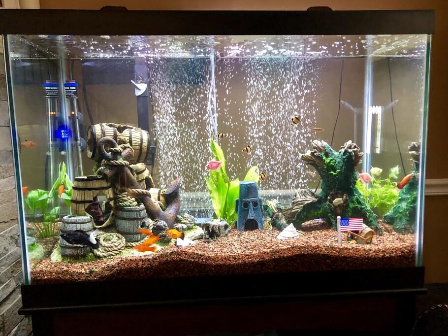 my-fish-tank-without-changing-the-water-6024207
