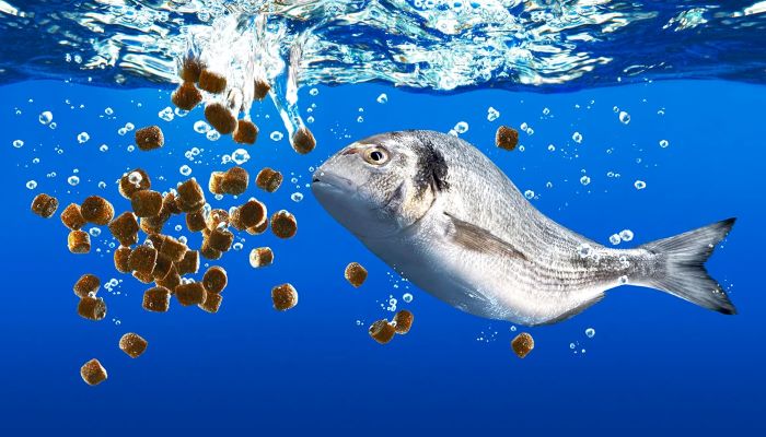 Understanding Fish Nutrition