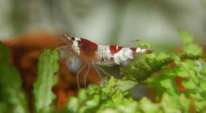 What to feed shrimp on a daily basis