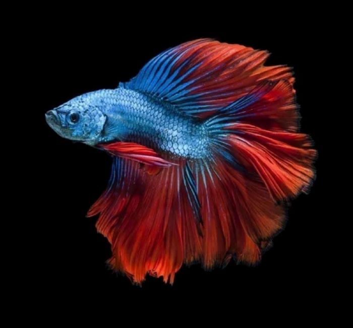 Betta Fish