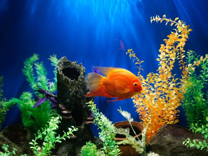 Essential Aquarium Maintenance Tips