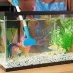 How Do I Clean My Fish Tank Without Changing The Water?