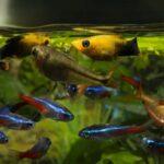 Should I Feed Fish After Water Change? Feeding Behaviors
