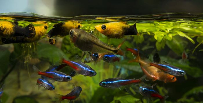 Should I Feed Fish After Water Change? Feeding Behaviors