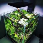 When Should Aquarium Light be On?