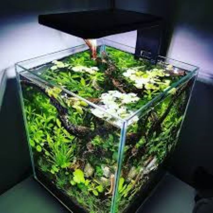 When Should Aquarium Light be On?