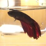 Can I Save my Dying Fish? Solution
