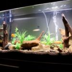 Guide to Setup up Low-Maintenance Aquarium