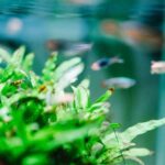 Do live plants keep the aquarium clean? Best cleaning plants