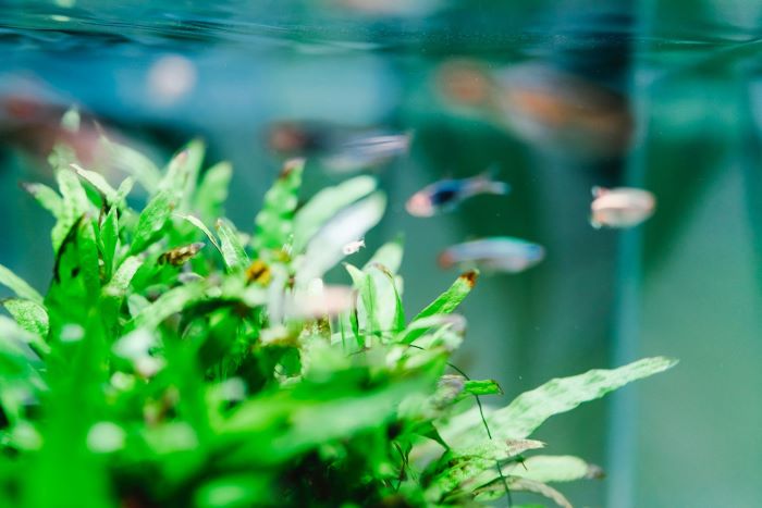 Do live plants keep the aquarium clean? Best cleaning plants