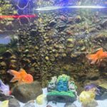 everything-you-need-to-know