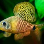 Is Aquarium Fish Sale Legit?
