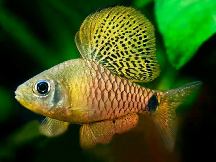 Is Aquarium Fish Sale Legit?