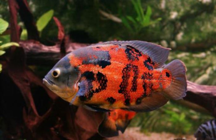 What is the Most Popular Pet Fish ?