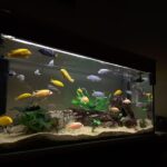 Why Aquarium Need Light? Lightening Factor for Fishes