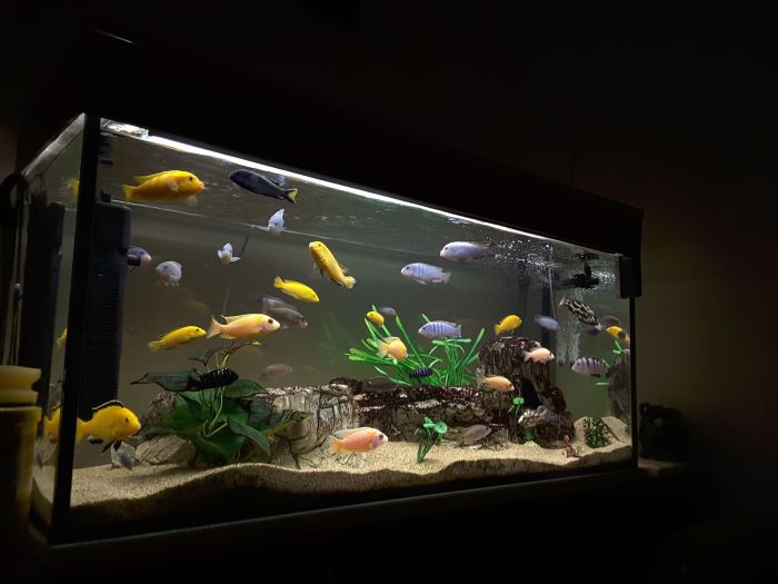 Why Aquarium Need Light? Lightening Factor for Fishes