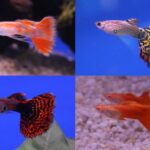 Will Aquarium Fish Breed | Breed Aquarium Guide