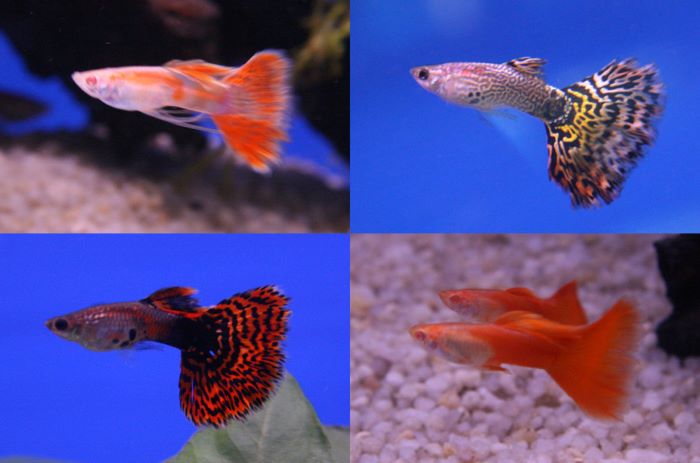 Will Aquarium Fish Breed | Breed Aquarium Guide