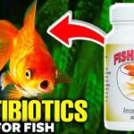 Can I Use Amoxicillin for Fish?