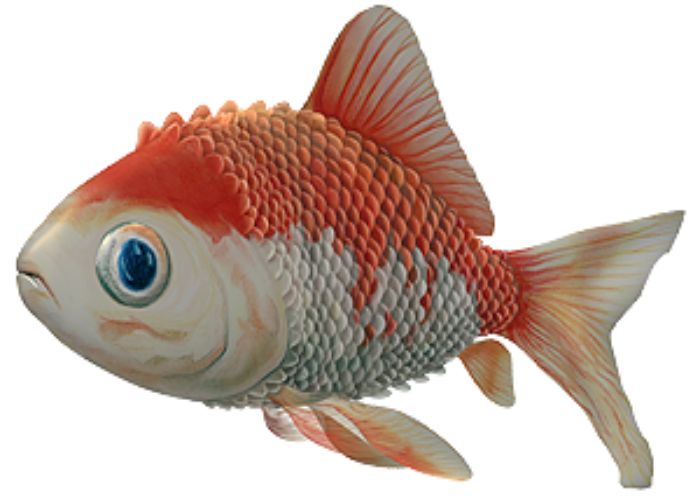 What are common fish diseases and how to treat them?