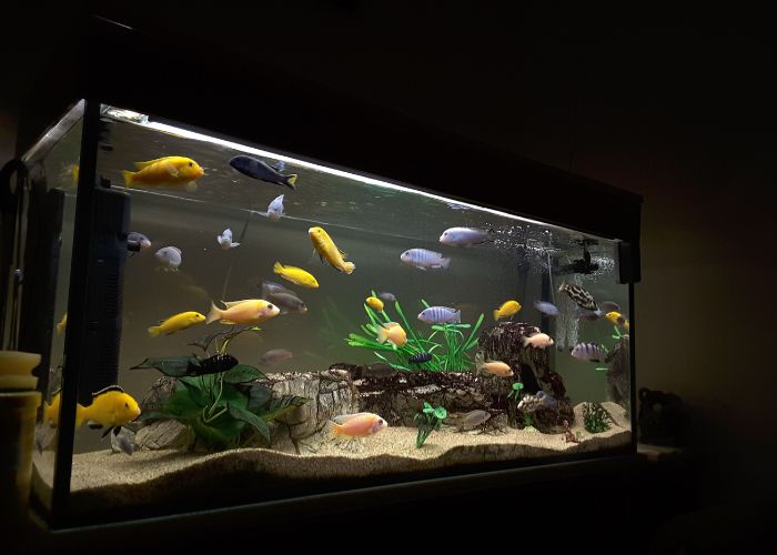 What is the best lighting setup for a home aquarium?