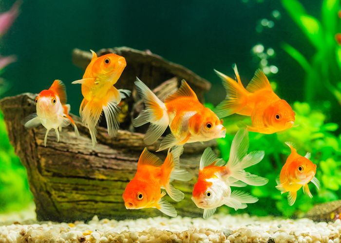 How to choose and care for freshwater fish?