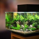 How to choose the right plants for your aquarium?