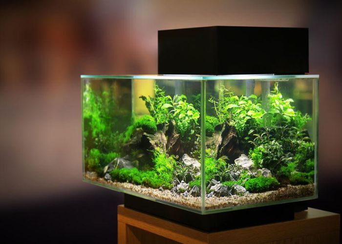 How to choose the right plants for your aquarium?