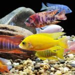 How to breed aquarium fish successfully?