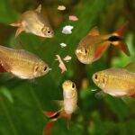 What is the best food for various types of aquarium fish?