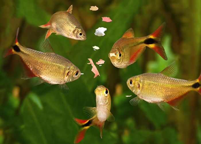 What is the best food for various types of aquarium fish?