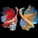 Can 2 Betta Fish Live Together
