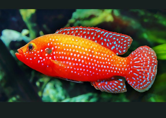 Best 10 Most Colorful Freshwater Fish