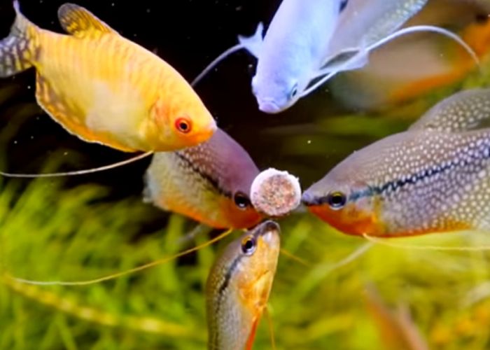 What Food is Best for Tropical Fish