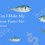 how-can-i-make-my-fish-grow-faster-no