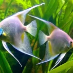 Angelfish Appetites- Feeding Tips and Tricks for Your Majestic Angels