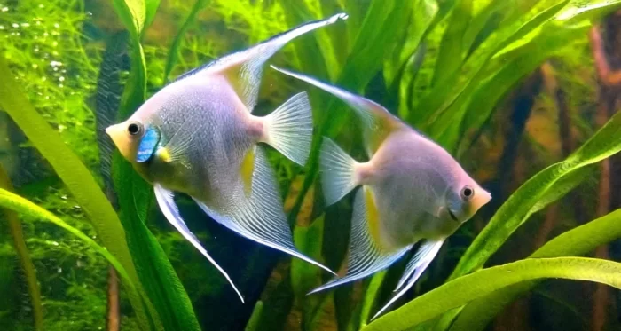 Angelfish Appetites- Feeding Tips and Tricks for Your Majestic Angels ...