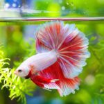 Betta Fish- Ideal Tank Conditions and Care
