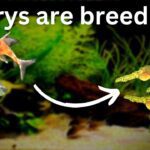 Corydoras Catfish Breeding- Tips for Breeding in Your Tank