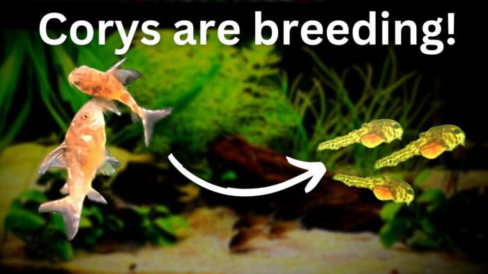 Corydoras Catfish Breeding- Tips for Breeding in Your Tank