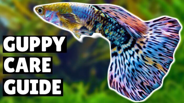 Guppy Health Care- Simple Tips for Happy Fish