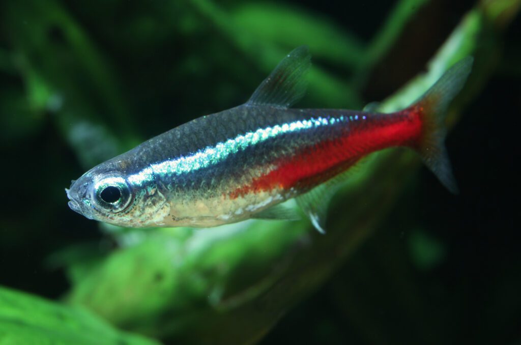 Neon Tetra- A Complete Care Guide for Beginners