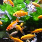 How to Clean an Aquarium Filter?