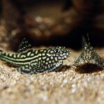 Hillstream Loach Care Tank Set Up Complete Guide